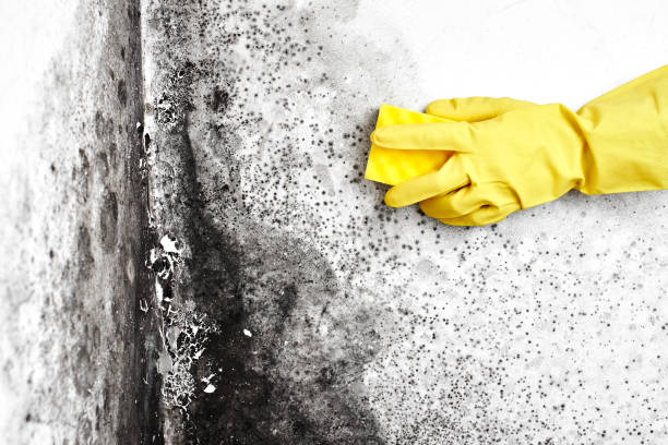 Best Commercial Mold Inspection  in Poquonock Bridge, CT